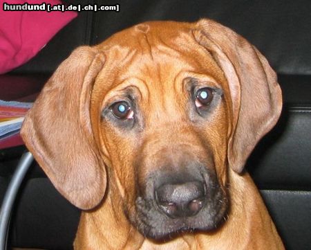 Rhodesian Ridgeback Hunde Foto 21093 in höherer Auflösung ansehen Rhodesian Ridgeback