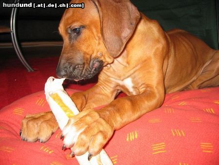 Rhodesian Ridgeback Hunde Foto 21094 in höherer Auflösung ansehen Rhodesian Ridgeback