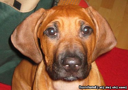 Rhodesian Ridgeback Hunde Foto 21095 in höherer Auflösung ansehen Rhodesian Ridgeback