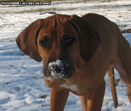 Rhodesian Ridgeback Hunde Foto 21096 in höherer Auflösung ansehen Rhodesian Ridgeback