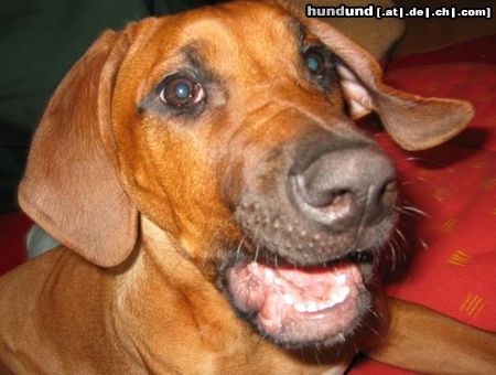Rhodesian Ridgeback Hunde Foto 21097 in höherer Auflösung ansehen Rhodesian Ridgeback