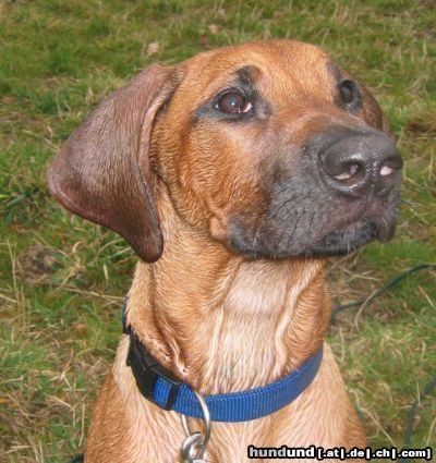 Rhodesian Ridgeback Hunde Foto 21098 in höherer Auflösung ansehen Rhodesian Ridgeback