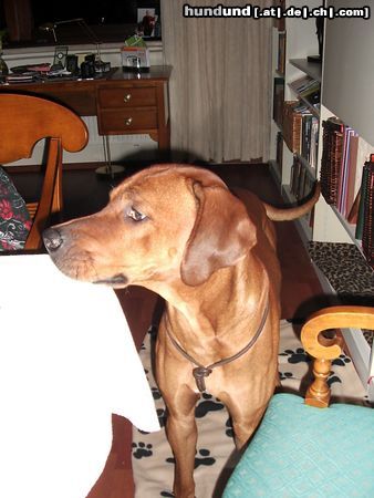 Rhodesian Ridgeback Hunde Foto 19932 Rhodesian Ridgeback ich bettel nicht, ich guck nur was es heute zu essen gibt!!