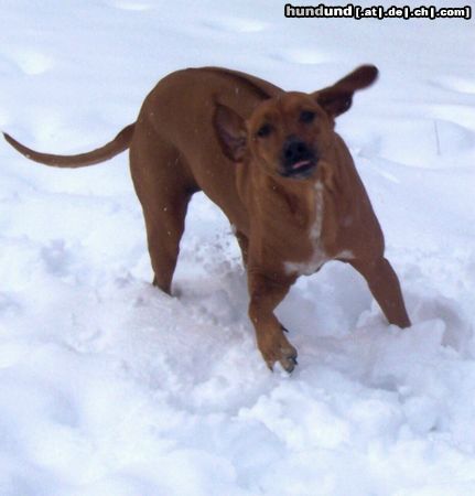 Rhodesian Ridgeback Hunde Foto 18739 Rhodesian Ridgeback ich zeig die zunge.....