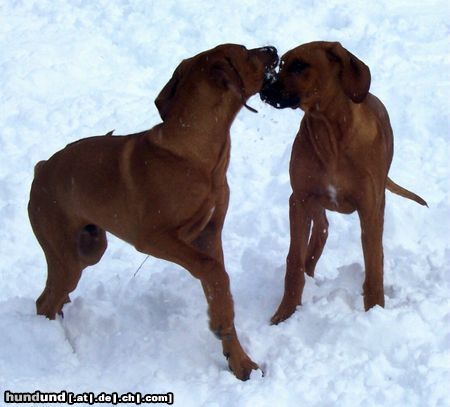 Rhodesian Ridgeback Hunde Foto 18740 Rhodesian Ridgeback Bärenbrüder