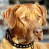 Rhodesian Ridgeback, Afrikanischer Löwenhund