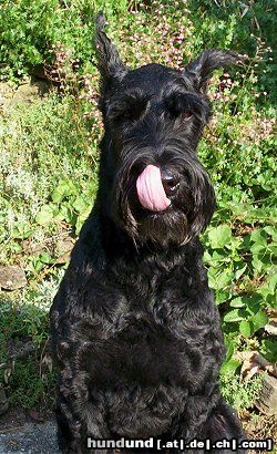 Riesenschnauzer Hunde Foto 23441 in höherer Auflösung ansehen Riesenschnauzer Dan