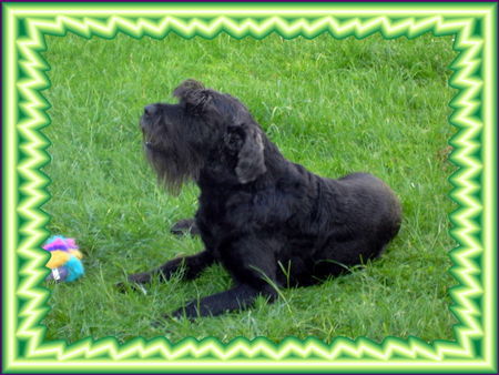 Riesenschnauzer Hunde Foto 32255 Riesenschnauzer Tobi ist am 19.06.06 über die Regenbogenbrücke gegangen