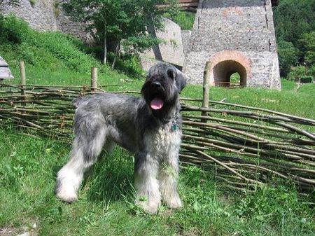 Riesenschnauzer Blanche Bagheera Astronaut, ČR