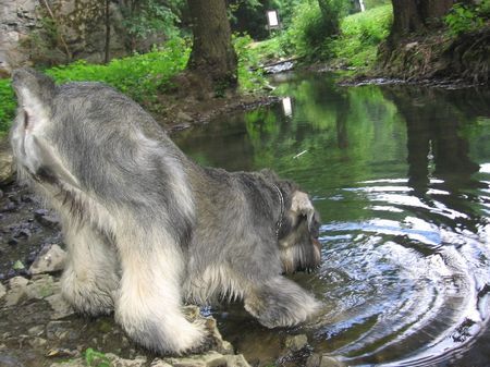 Riesenschnauzer Blanche Bagheera Astronaut, ČR