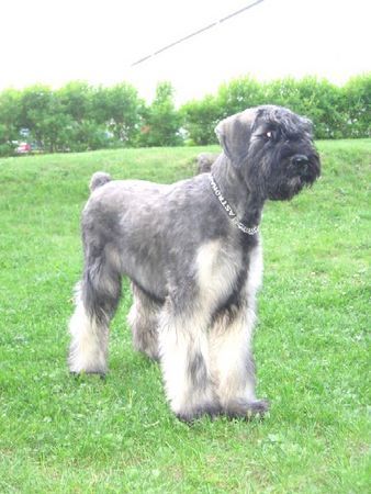 Riesenschnauzer Hunde Foto 32857 in höherer Auflösung ansehen Riesenschnauzer Blanche Bagheera Astronaut