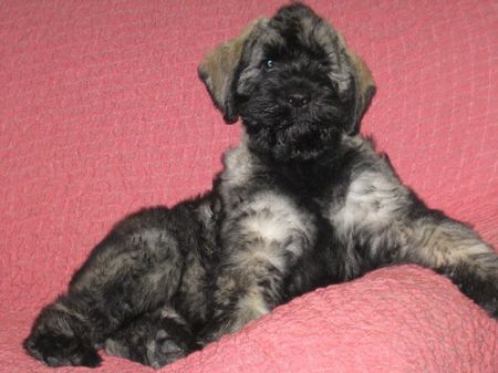 Riesenschnauzer Hunde Foto 32860 in höherer Auflösung ansehen Riesenschnauzer Blanche Bagheera Astronaut, ČR