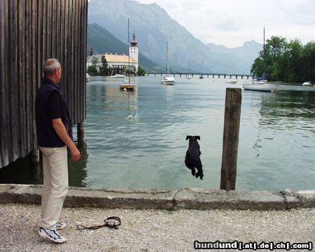 Riesenschnauzer Hunde Foto 23513 Riesenschnauzer 'ist mir wieder heiss; rein ins wasser'