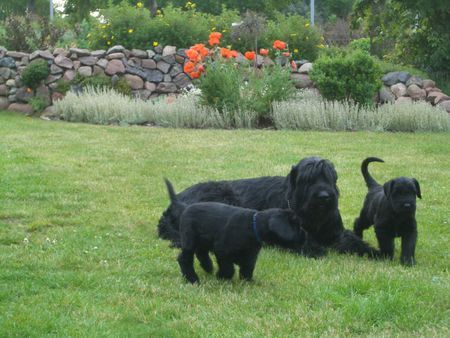 Riesenschnauzer Toben im Garten