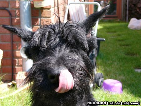 Riesenschnauzer Das aber leeeecker!