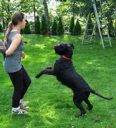 Riesenschnauzer Hunde Foto 43310 in höherer Auflösung ansehen Riesenschnauzer Angie vom Wasserschloß