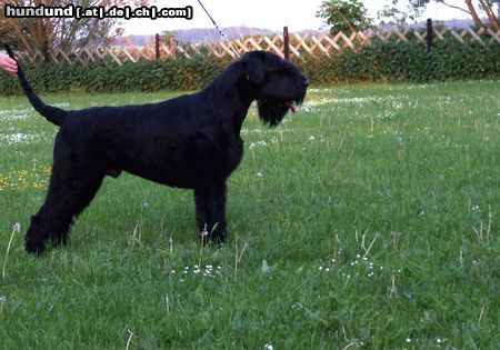 Riesenschnauzer Hunde Foto 23145 Riesenschnauzer Unser Riese-bestandene Fährtenprüfg., deutscher Champion