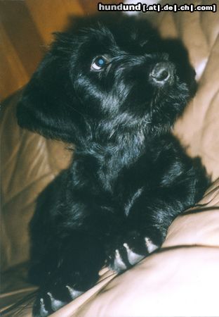 Riesenschnauzer Hunde Foto 5696 Riesenschnauzer unsere Bijou im Alter von 3 Monaten