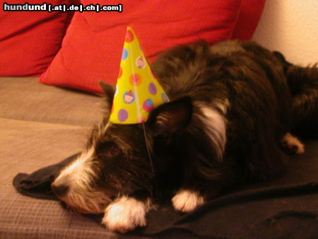 Riesenschnauzer Hunde Foto 24598 Riesenschnauzer Bonny hat Geburtstag