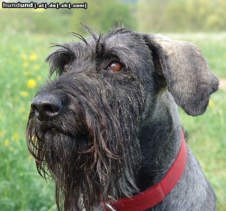 Riesenschnauzer Hunde Foto 10988 Riesenschnauzer Chilly