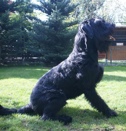Riesenschnauzer Hunde Foto 43309 in höherer Auflösung ansehen Riesenschnauzer Cing
