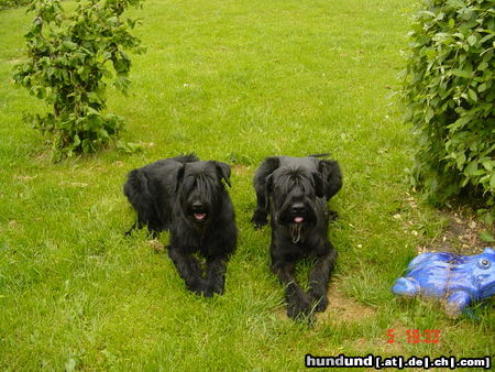 Riesenschnauzer Hunde Foto 25377 in höherer Auflösung ansehen Riesenschnauzer Magic und Ilex