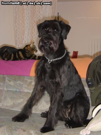 Riesenschnauzer Hunde Foto 19492 in höherer Auflösung ansehen Riesenschnauzer Tonka - Dieses Sofa gehört mir!