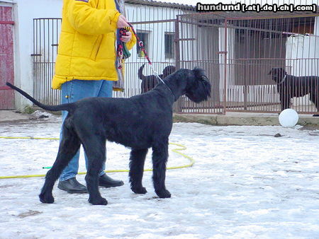 Riesenschnauzer Hunde Foto 25372 in höherer Auflösung ansehen Riesenschnauzer Magic frisch getrimmt