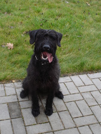 Riesenschnauzer Hunde Foto 30468 in höherer Auflösung ansehen Riesenschnauzer