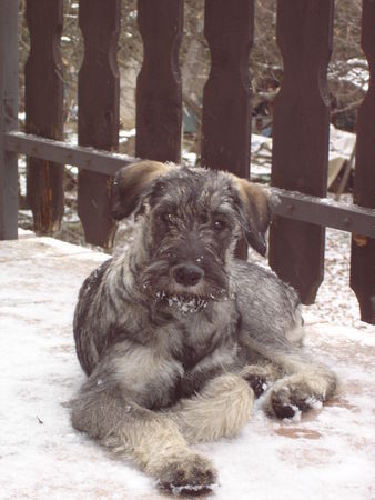 Riesenschnauzer Hunde Foto 26971 in höherer Auflösung ansehen Riesenschnauzer silver-senator zarah der 1. schnee