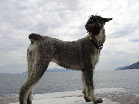 Riesenschnauzer Hunde Foto 31048 in höherer Auflösung ansehen Riesenschnauzer silver senator zarah mit 9 monaten
