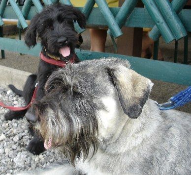 Riesenschnauzer zarah 1 1/2 und bea 4 mo