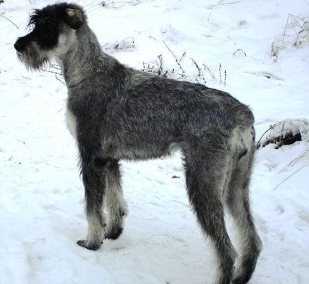 Riesenschnauzer silver senator zarah 