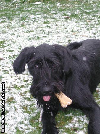 Riesenschnauzer Hunde Foto 4124 Riesenschnauzer 12 Monate alter Riesenschnauzerrüde namens