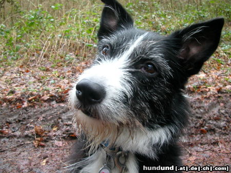 Riesenschnauzer Hunde Foto 24594 in höherer Auflösung ansehen Riesenschnauzer Bonny unser Schnauzermix