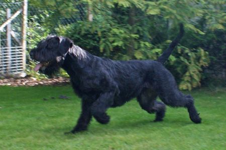 Riesenschnauzer Coco