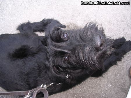Riesenschnauzer Hunde Foto 7228 Riesenschnauzer Diana con Todos-los-Santos, 5 Monate