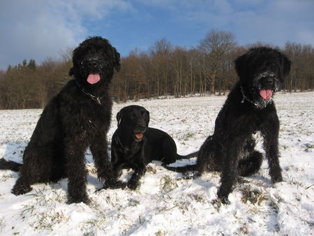 Riesenschnauzer Danja, Tapsi und Ninja unterwegs