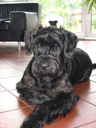 Riesenschnauzer Hunde Foto 32689 Riesenschnauzer Eher unfreiwilliges shooting: Caruso