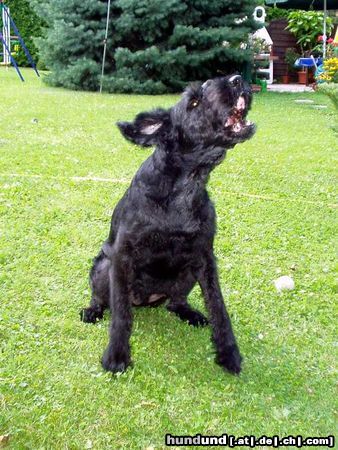 Riesenschnauzer Hunde Foto 5223 Riesenschnauzer Wuff, ich bins: Gera (12 Jahre alt)