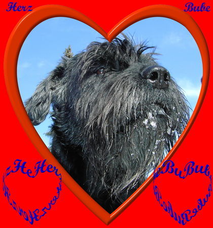 Riesenschnauzer Hunde Foto 29930 Riesenschnauzer
