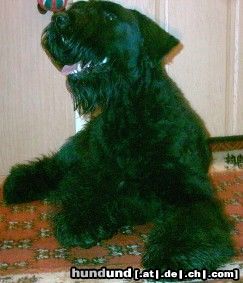 Riesenschnauzer Hunde Foto 18283 in höherer Auflösung ansehen Riesenschnauzer Commander aus Amerika