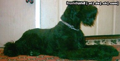 Riesenschnauzer Hunde Foto 18281 in höherer Auflösung ansehen Riesenschnauzer Commander aus Amerika