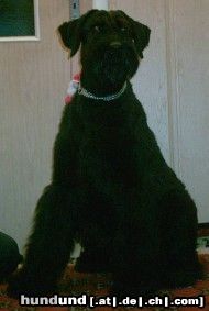 Riesenschnauzer Hunde Foto 18280 in höherer Auflösung ansehen Riesenschnauzer Commander aus Amerika