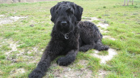 Riesenschnauzer Hunde Foto 39070 in höherer Auflösung ansehen Riesenschnauzer Danja von der Schaumburg