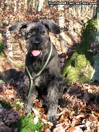 Riesenschnauzer Hunde Foto 17748 in höherer Auflösung ansehen Riesenschnauzer Alpha