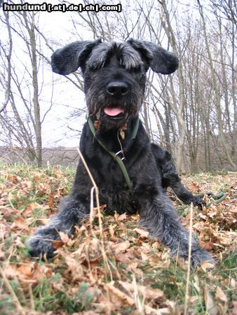 Riesenschnauzer Hunde Foto 17583 in höherer Auflösung ansehen Riesenschnauzer Alpha, mal anders gesehen