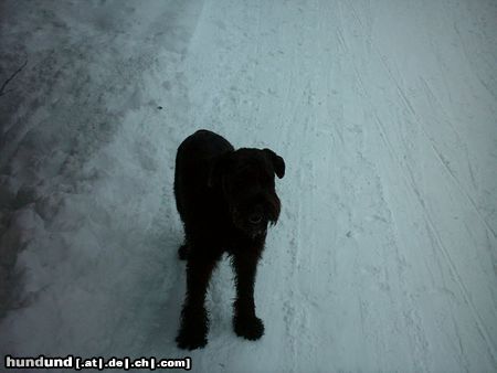 Riesenschnauzer Hunde Foto 10078 Riesenschnauzer Bonny 10 Jahre