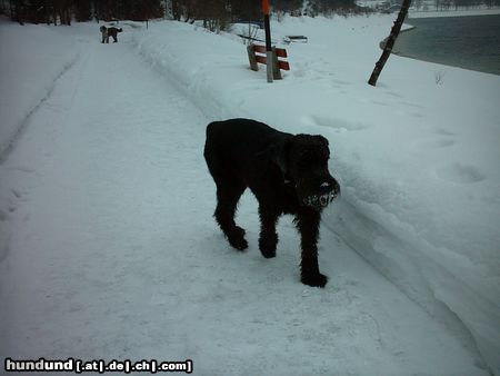 Riesenschnauzer Hunde Foto 10080 Riesenschnauzer Bonny (10Jahre) auch alte Damen sind schön