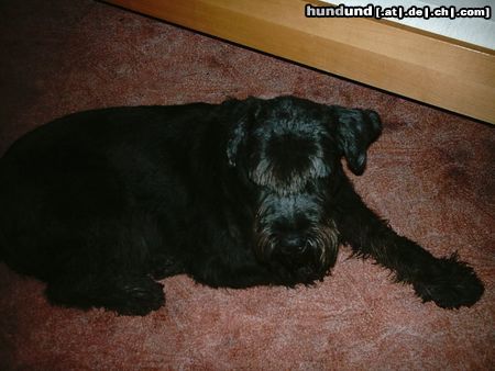 Riesenschnauzer Hunde Foto 10081 Riesenschnauzer Bonny (10Jahre) nach Spaziergang